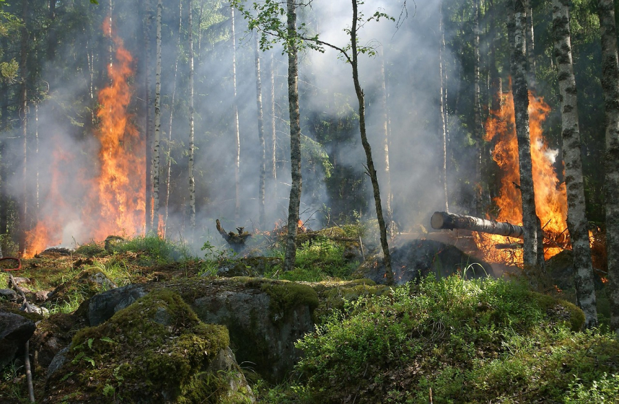 Incêndios fazem com que a perda de florestas em todo o mundo quebre recorde em 2024 